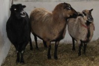 Haxe, Keule und Rippchen Haxe, Keule und Rippchen
