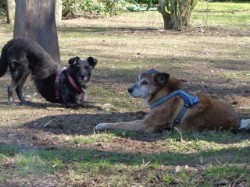 Iris mit Remy